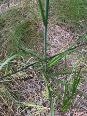 Anigozanthos flavidus