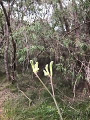 Anigozanthos flavidus