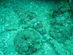 Papilloculiceps longiceps