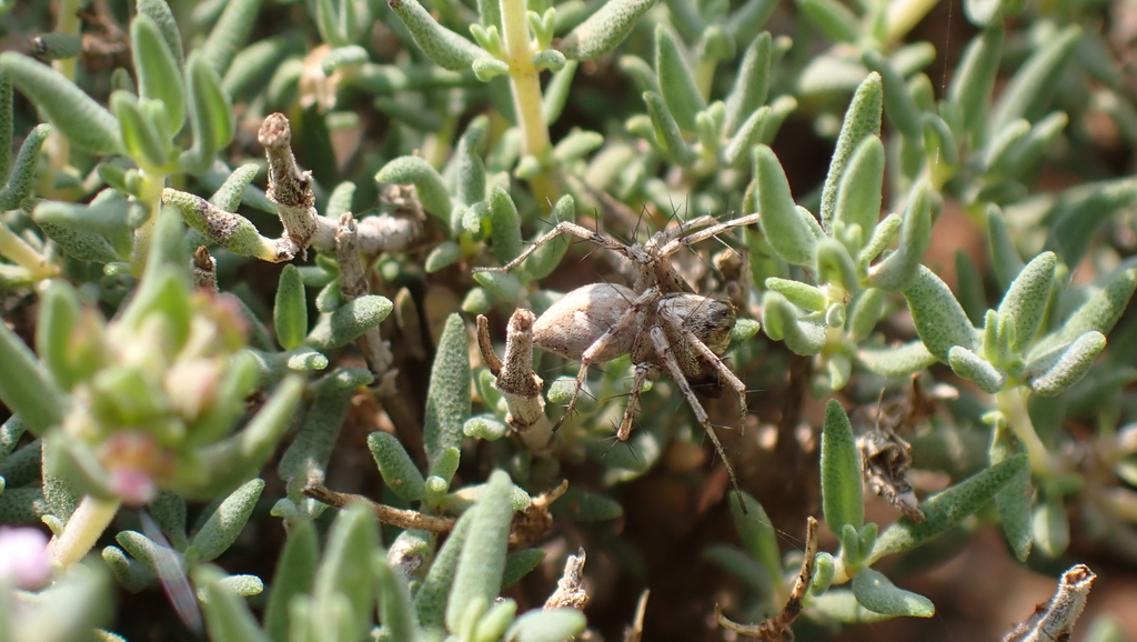Oxyopes mediterraneus