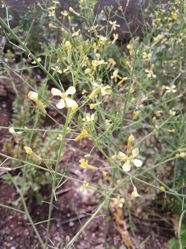 Wild radish