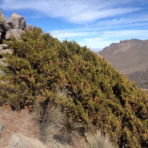 Mexican mountain juniper