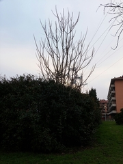 Ailanthus altissima