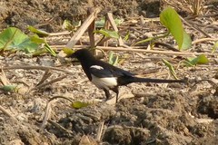 Pica serica