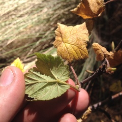 Ribes ciliatum