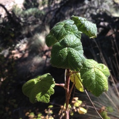 Ribes ciliatum