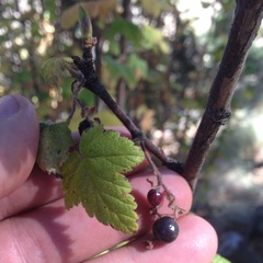 Ribes ciliatum
