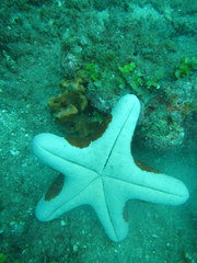 Choriaster granulatus