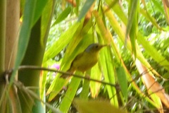 Phylloscopus burkii