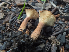 Bonomyces sinopicus