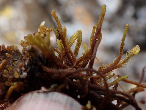 Image of Tetralophozia setiformis by no rights reserved