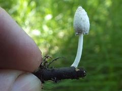 Coprinopsis urticicola