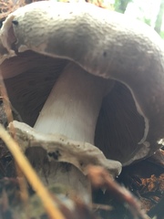 Agaricus deardorffensis image