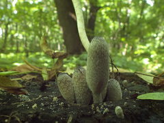 Coprinopsis narcotica
