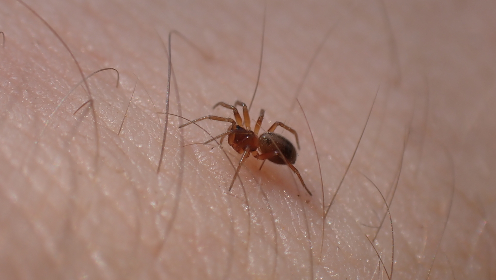 Oedothorax fuscus