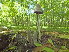 Coprinopsis narcotica