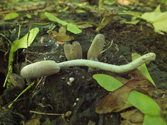 Coprinopsis narcotica