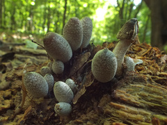 Coprinopsis narcotica