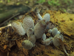 Coprinopsis narcotica