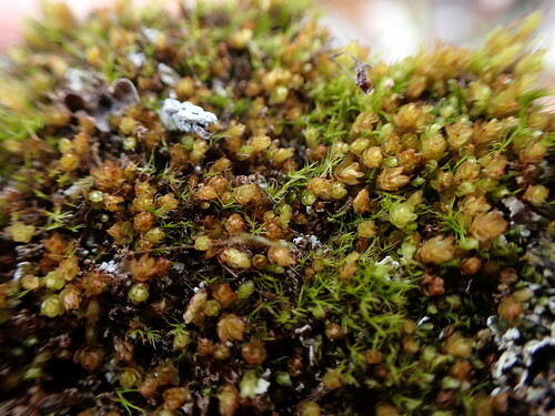 Image of Mnium thomsonii by no rights reserved