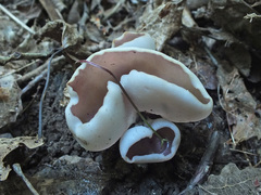 Malvipezia emileia