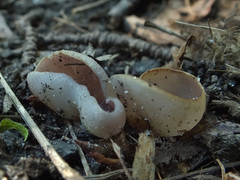Malvipezia emileia
