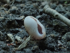 Malvipezia emileia