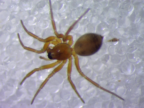 Oedothorax fuscus
