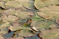 Lithobates catesbeianus