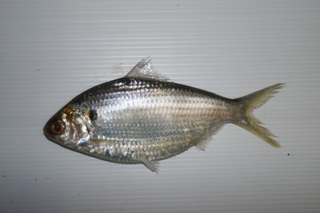 Chacunda gizzard shad
