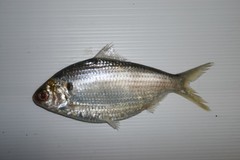Chacunda Gizzard Shad photo 2