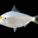 Chacunda Gizzard Shad - Photo (c) Sahat Ratmuangkhwang, some rights reserved (CC BY)