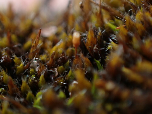 Image of Grimmia longirostris by no rights reserved