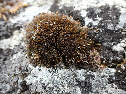 North Grimmia (Grimmia longirostris)