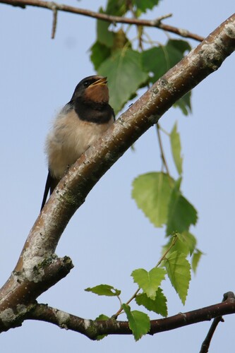 Hirondelle rustique, jeune