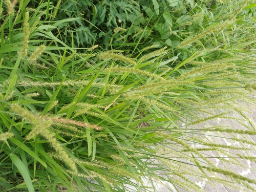 Setaria setosa observed 2023-05-27