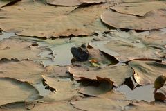 Lithobates catesbeianus