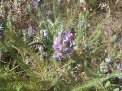 Aspalathus cephalotes violacea