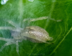 Cheiracanthium inclusum