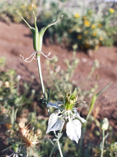 Image of Nigella gallica by (c) Jorge Íñiguez, some rights reserved (CC BY)