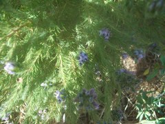 Aspalathus cephalotes violacea