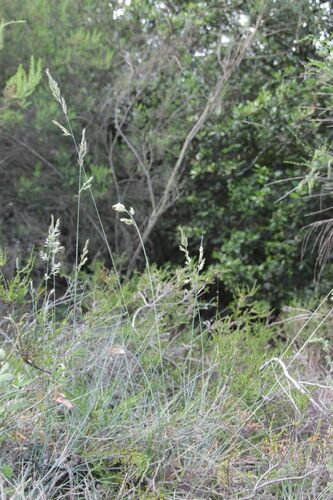 Festuca longifolia, photograph 1