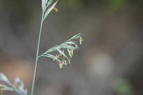 Festuca longifolia, photograph 3