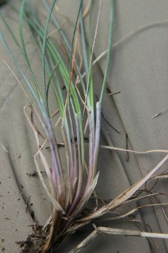 Festuca longifolia, photograph 2