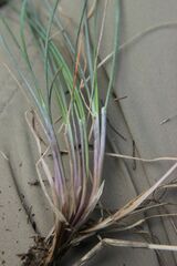 Festuca longifolia, photograph (c) Olivier Argagnon, some rights reserved (CC BY)