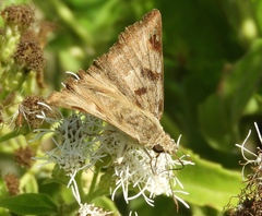 Arteurotia tractipennis tractipennis
