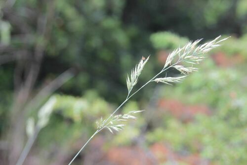 Festuca longifolia, photograph 4
