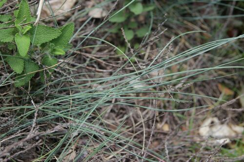 Festuca longifolia, photograph 5