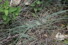 Festuca longifolia, photograph (c) Olivier Argagnon, some rights reserved (CC BY)