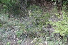 Festuca longifolia